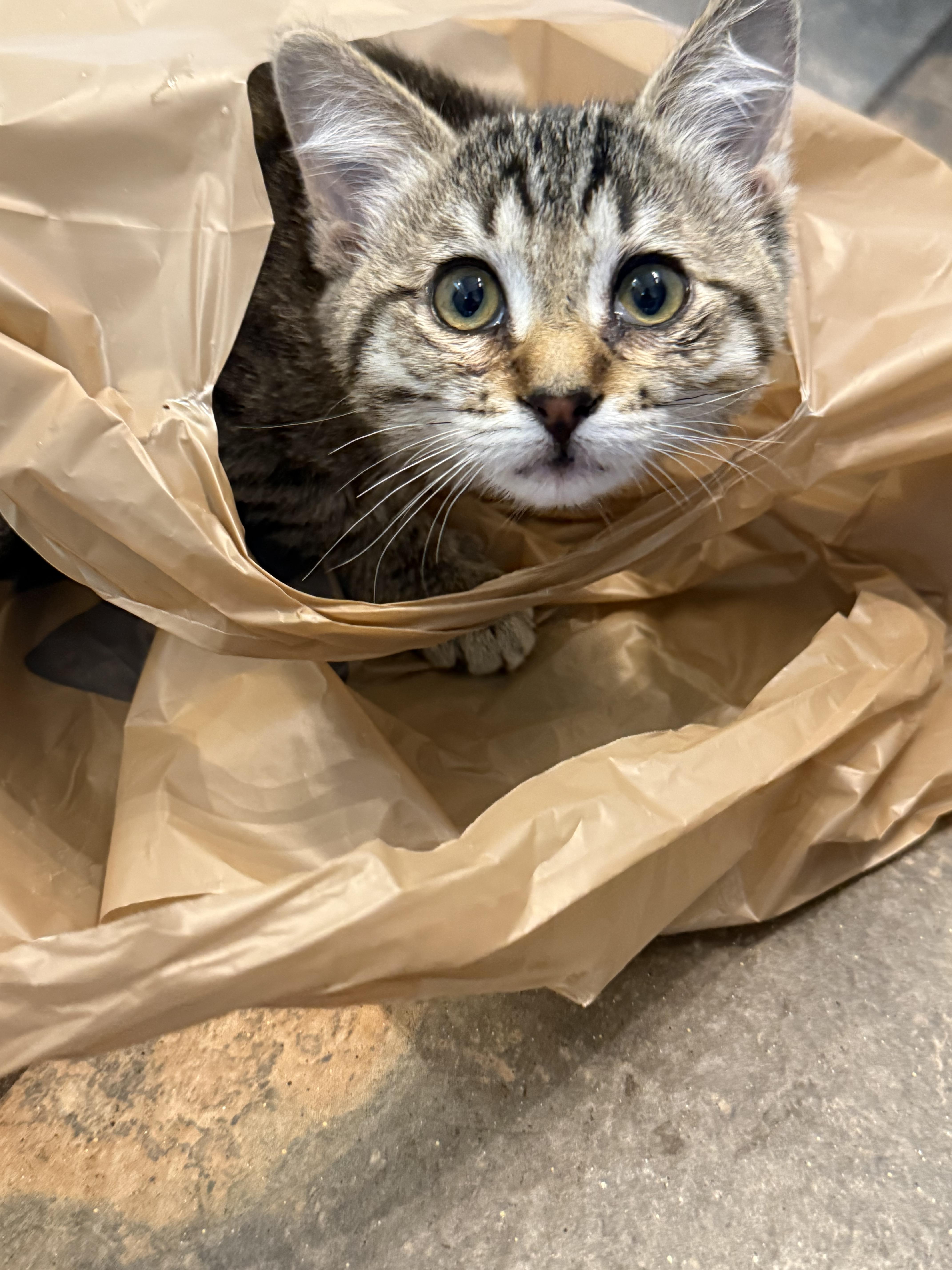 Shirley, a Adoptable Domestic Short Hair in Fruit Heights, UT image 4/6