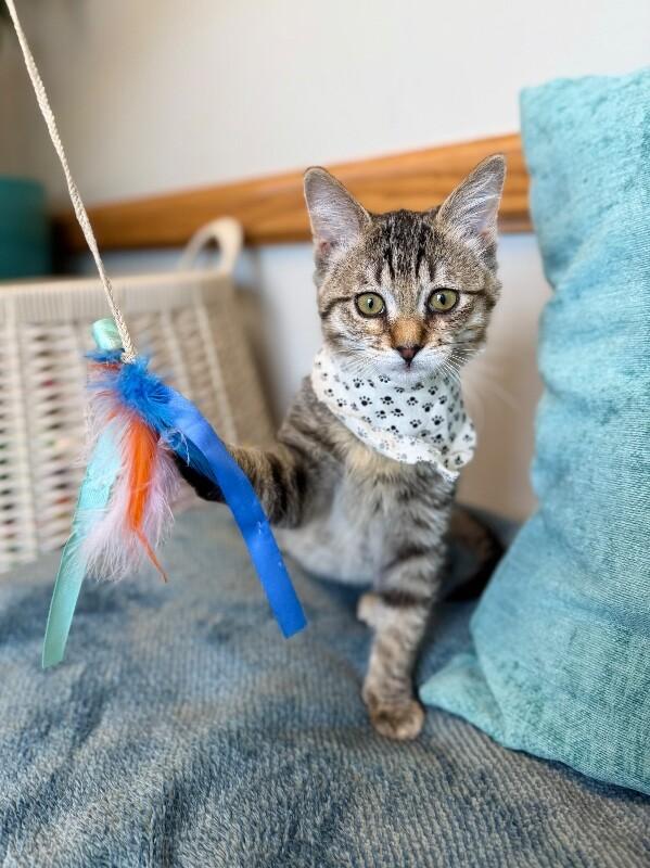 Shirley, a Adoptable Domestic Short Hair in Fruit Heights, UT image 5/6