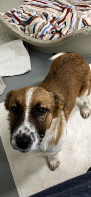 IZZIE, Adoptable, Young Female Corgi & Terrier.