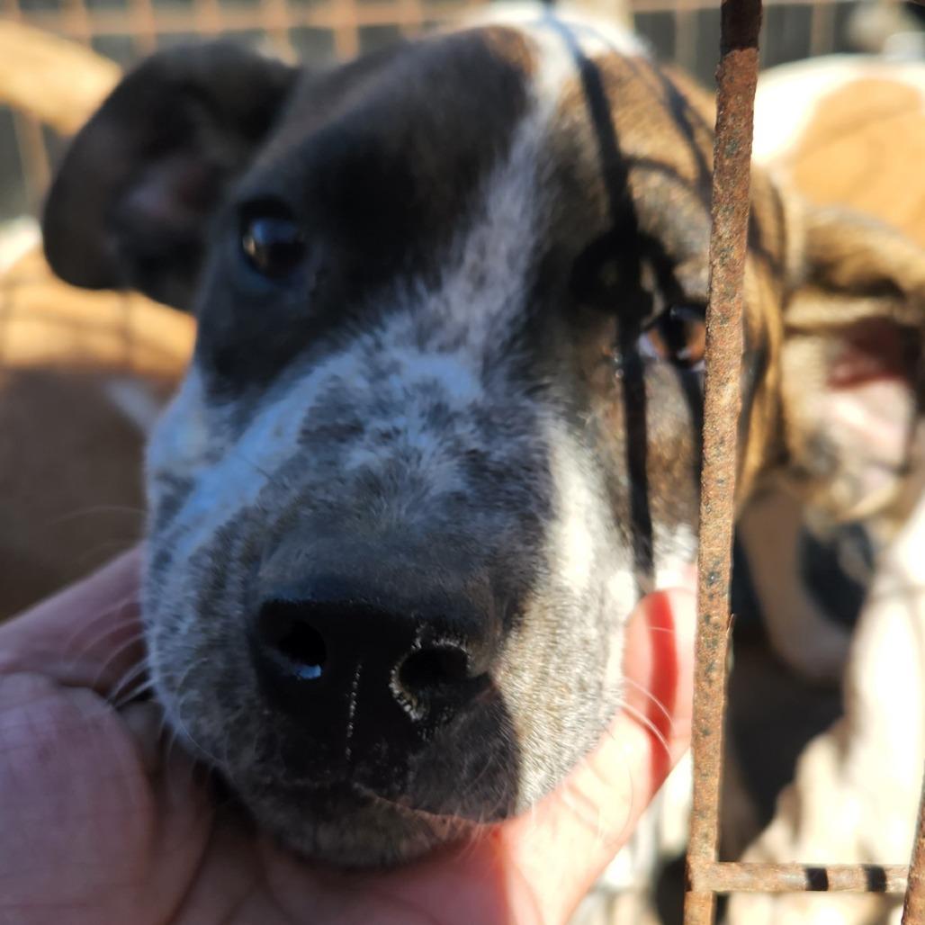 Dice - 102212T, a Adoptable mixed breed in Tupelo, MS image 1/3