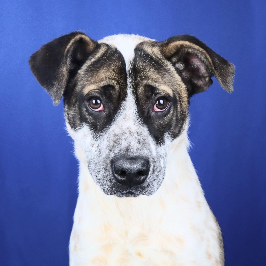 Dice - 102212T, a Adoptable mixed breed in Tupelo, MS image 2/3