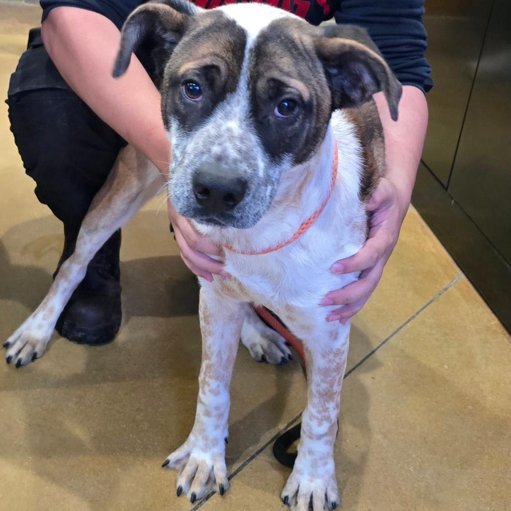 Dice - 102212T, a Adoptable mixed breed in Tupelo, MS image 3/3