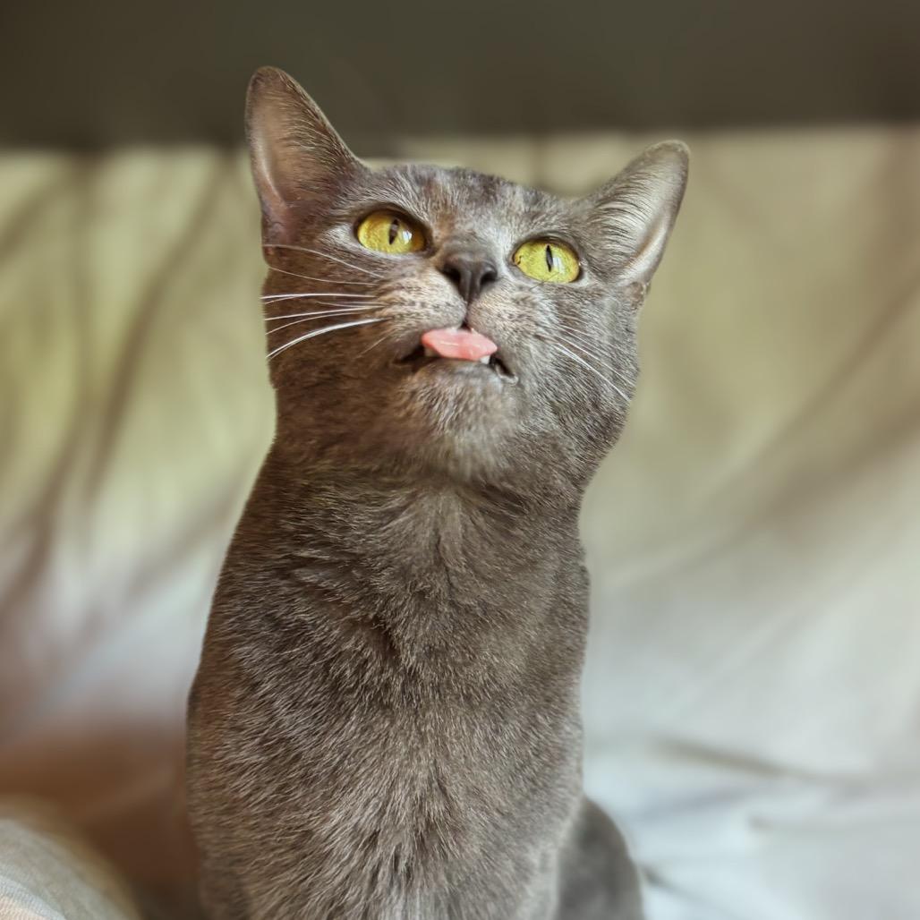 Pickle, Adoptable, Adult Female Domestic Short Hair.