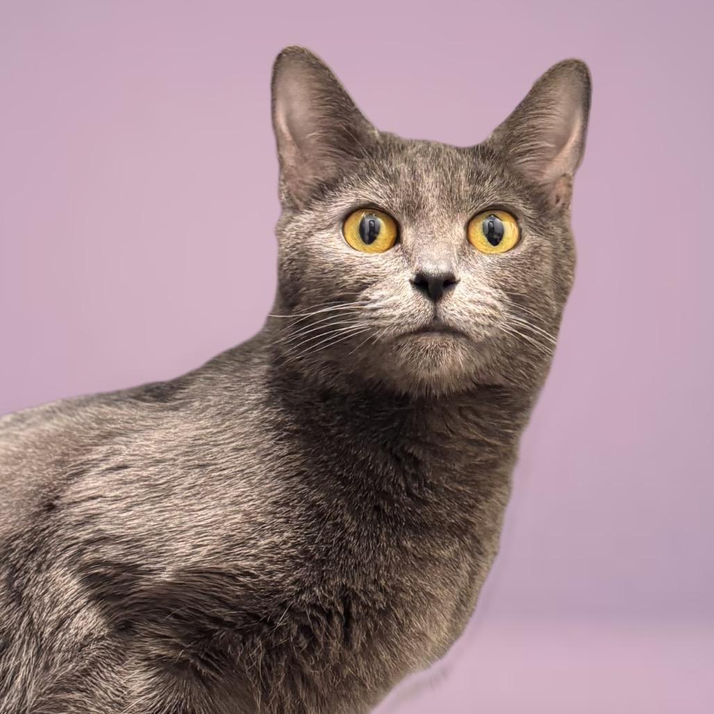 Pickle, a Adoptable Domestic Short Hair in Nashville, IN image 2/5