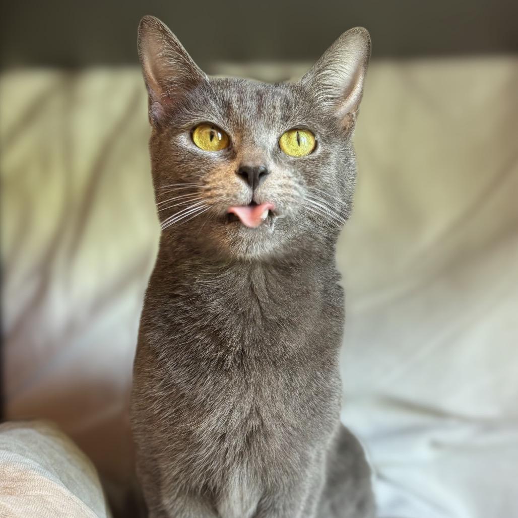 Pickle, a Adoptable Domestic Short Hair in Nashville, IN image 3/5