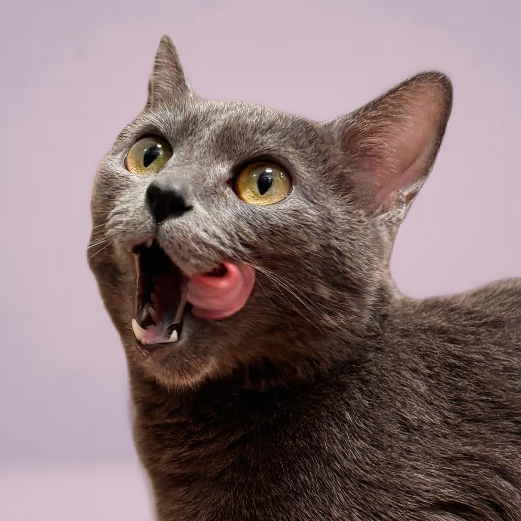 Pickle, a Adoptable Domestic Short Hair in Nashville, IN image 4/5