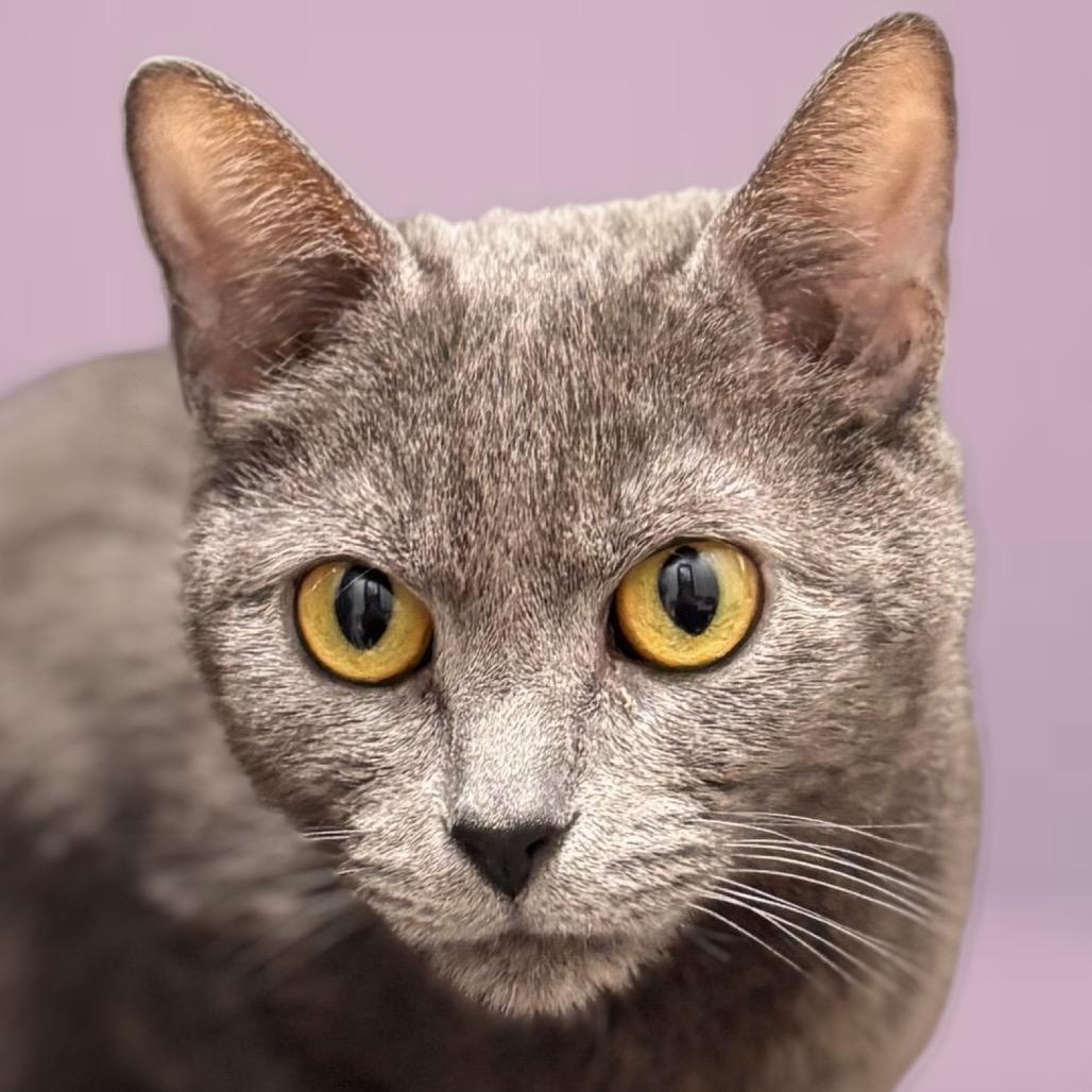 Pickle, a Adoptable Domestic Short Hair in Nashville, IN image 5/5
