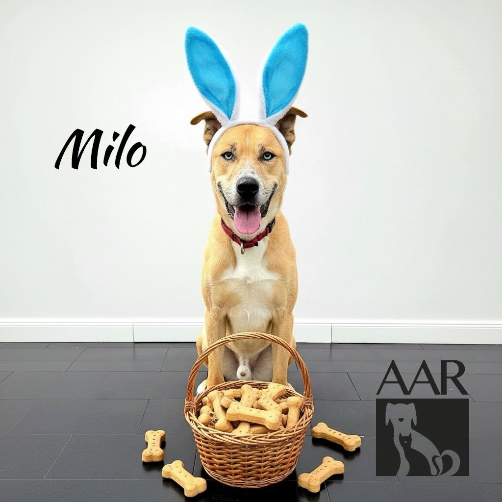 Enlarge Milo, a Adoptable mixed breed in Magnolia, TX image 1/6