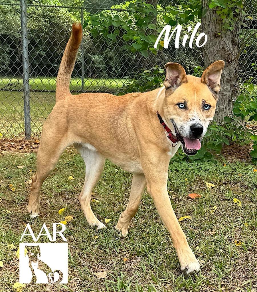 Milo, Adoptable, Senior Male Husky & Black Mouth Cur.