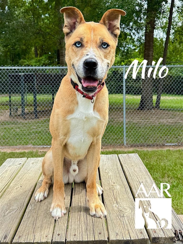Milo, Adoptable, Senior Male Husky & Black Mouth Cur.