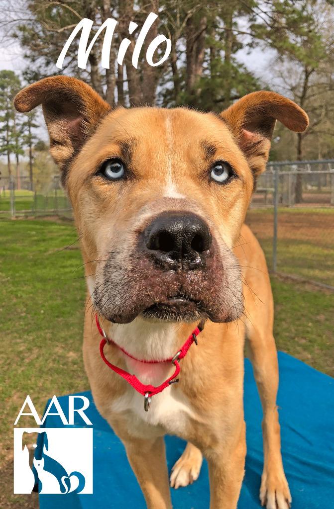 Enlarge Milo, a Adoptable mixed breed in Magnolia, TX image 2/6