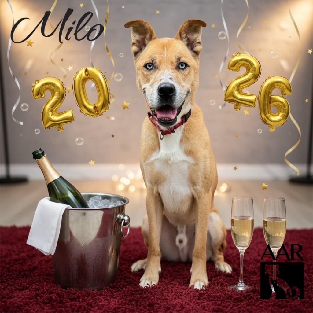 Milo, Adoptable, Senior Male Husky & Black Mouth Cur.