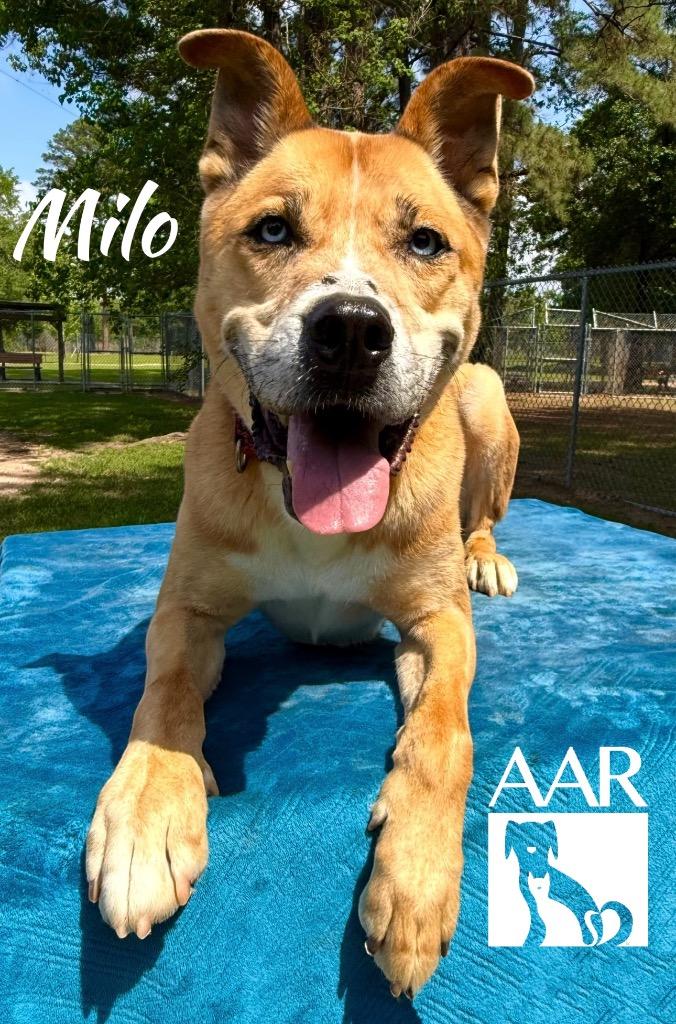 Enlarge Milo, a Adoptable mixed breed in Magnolia, TX image 3/6