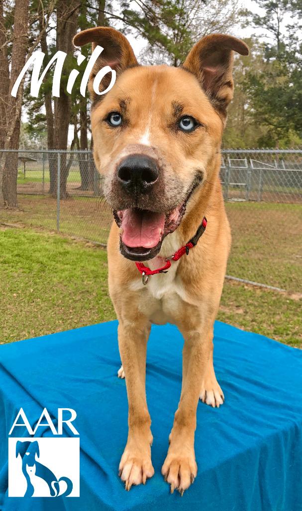 Milo, Adoptable, Senior Male Husky & Black Mouth Cur.