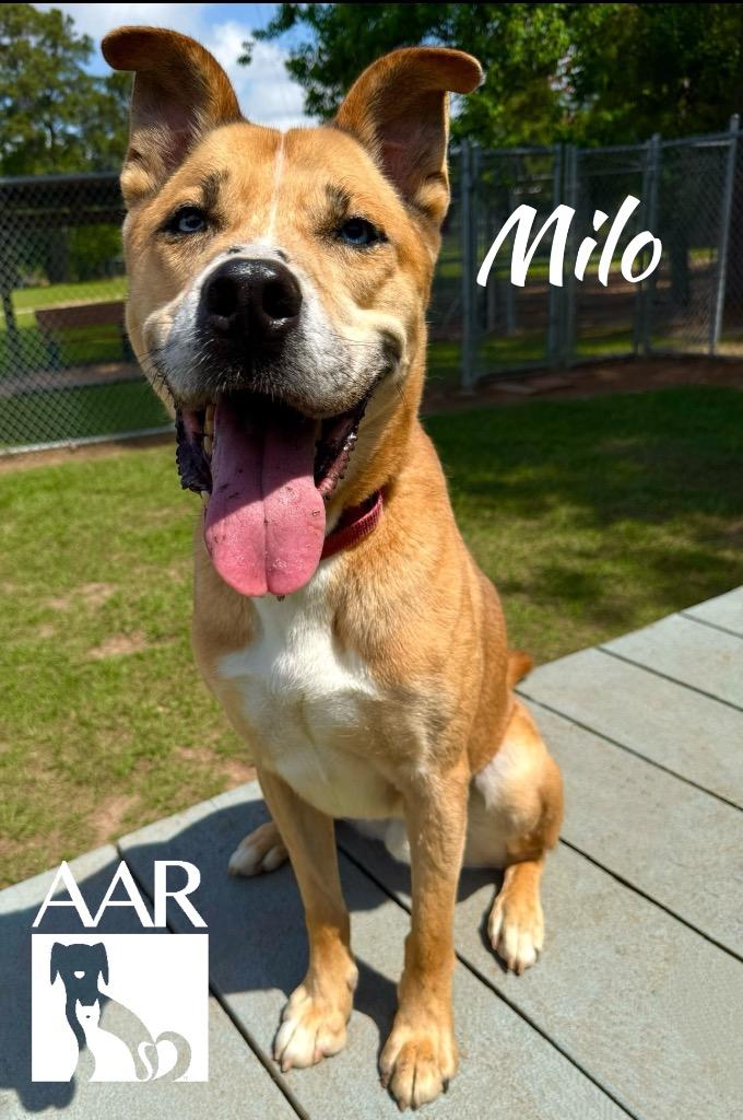 Enlarge Milo, a Adoptable mixed breed in Magnolia, TX image 5/6