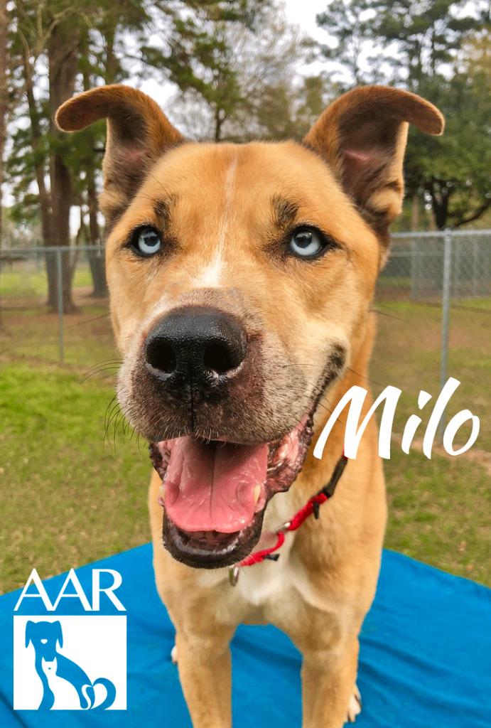 Enlarge Milo, a Adoptable mixed breed in Magnolia, TX image 4/6