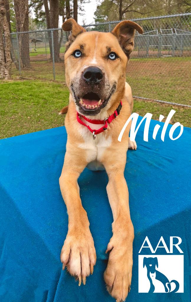 Enlarge Milo, a Adoptable mixed breed in Magnolia, TX image 6/6