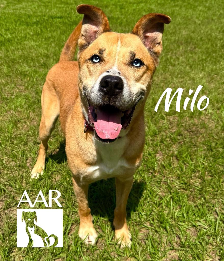 Enlarge Milo, a Adoptable mixed breed in Magnolia, TX image 6/6