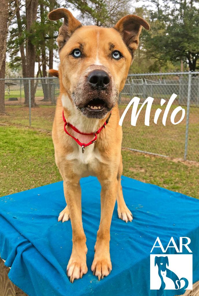 Enlarge Milo, a Adoptable mixed breed in Magnolia, TX image 5/6