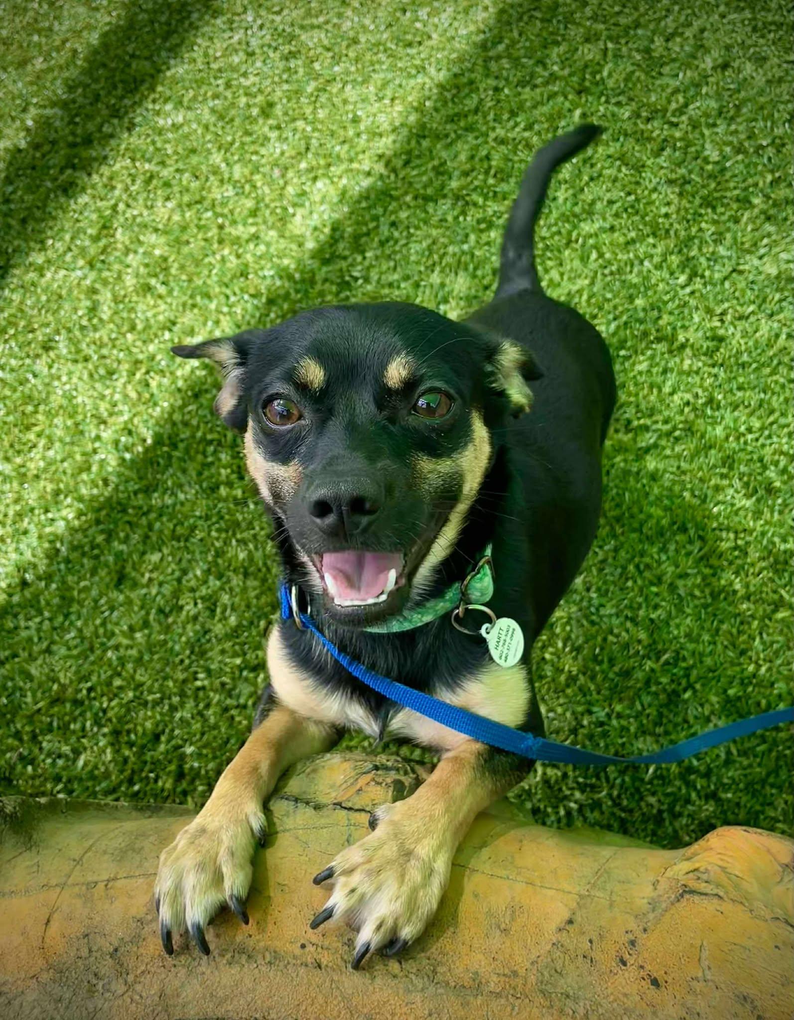 Enlarge Dustin, a Adoptable Chihuahua in Phoenix, AZ image 2/6