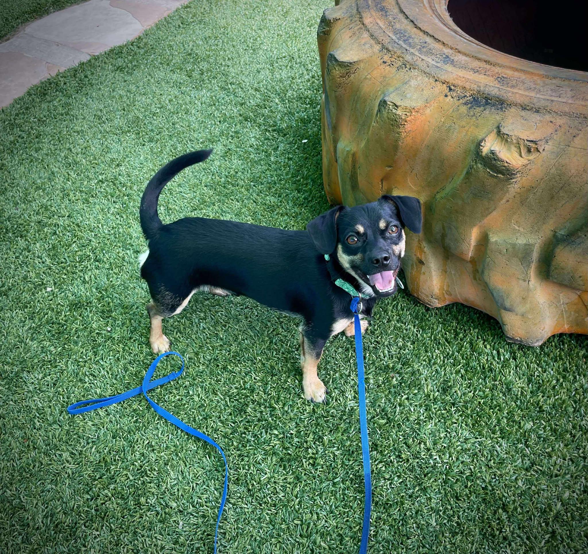 Enlarge Dustin, a Adoptable Chihuahua in Phoenix, AZ image 3/6