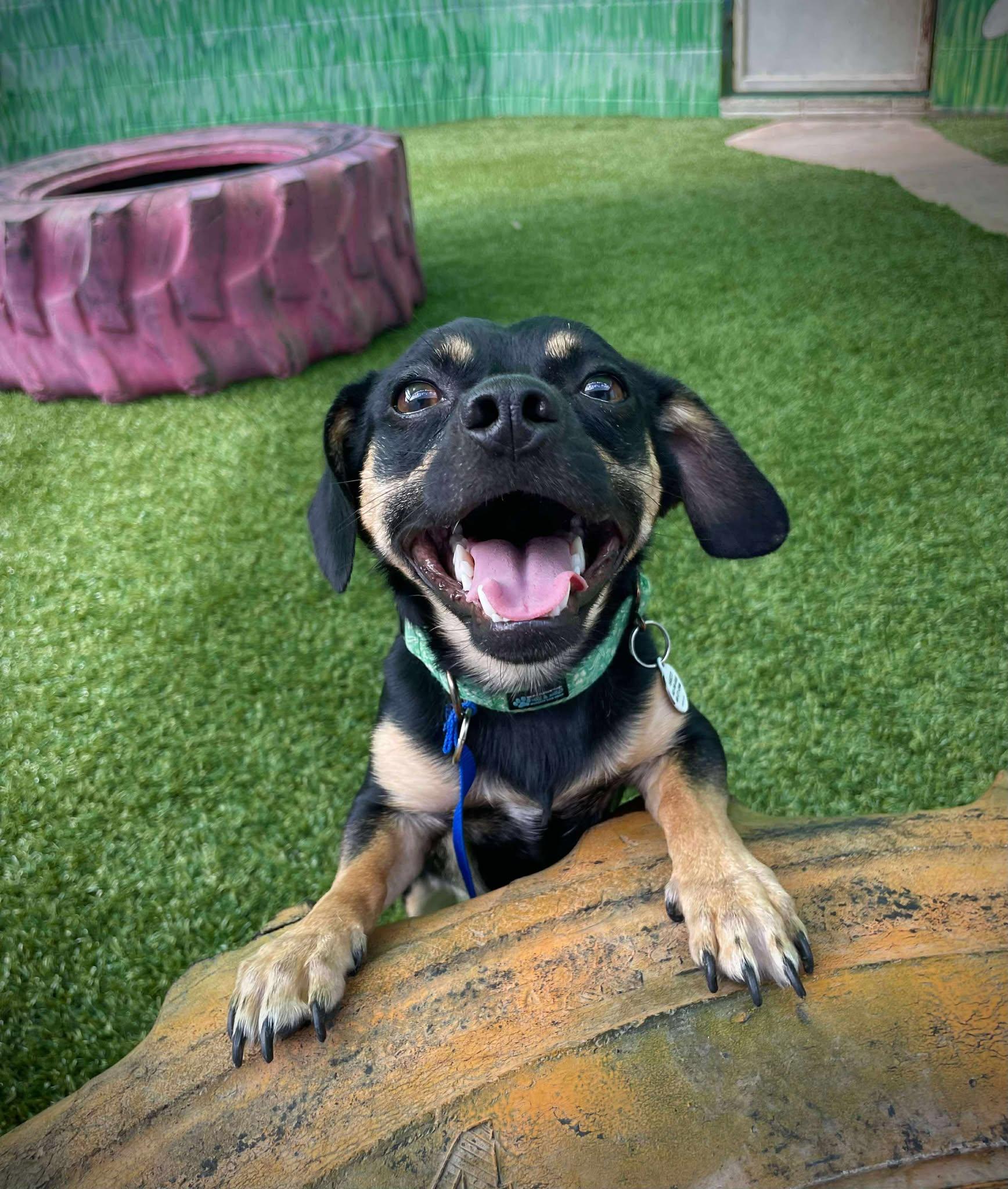 Enlarge Dustin, a Adoptable Chihuahua in Phoenix, AZ image 1/6