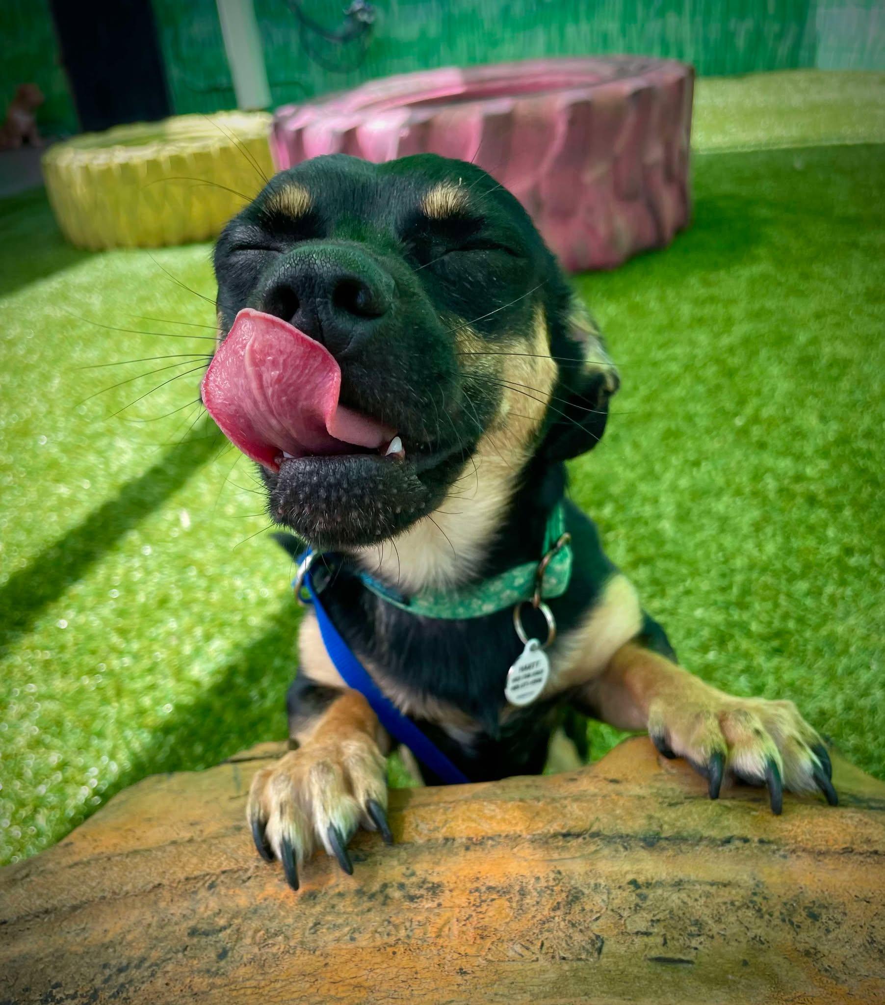 Enlarge Dustin, a Adoptable Chihuahua in Phoenix, AZ image 4/6