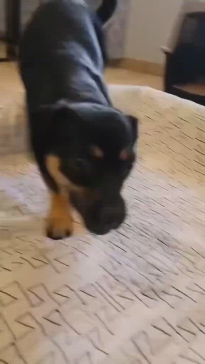 Enlarge Dustin, a Adoptable Chihuahua in Phoenix, AZ video 5/6