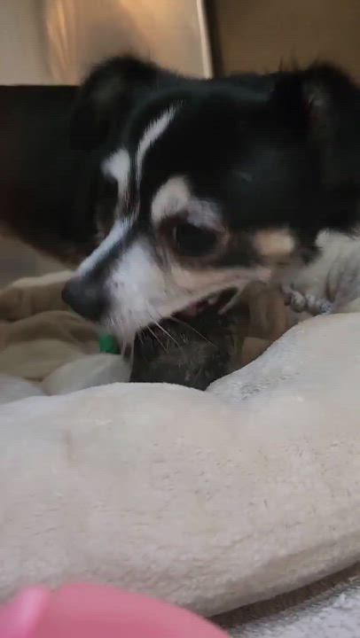 Enlarge Dustin, a Adoptable Chihuahua in Phoenix, AZ video 6/6