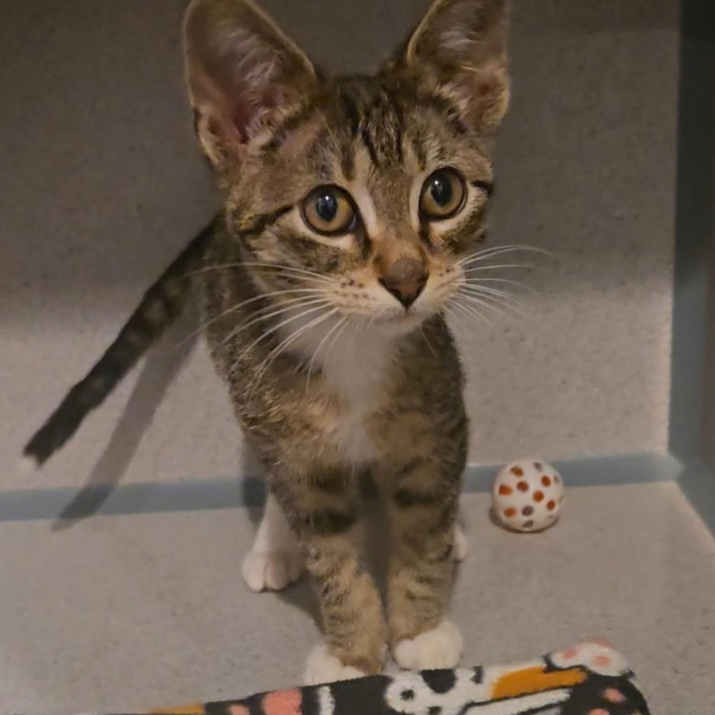 Enlarge Indi, an adopted Domestic Short Hair in Palatine, IL image 1/1