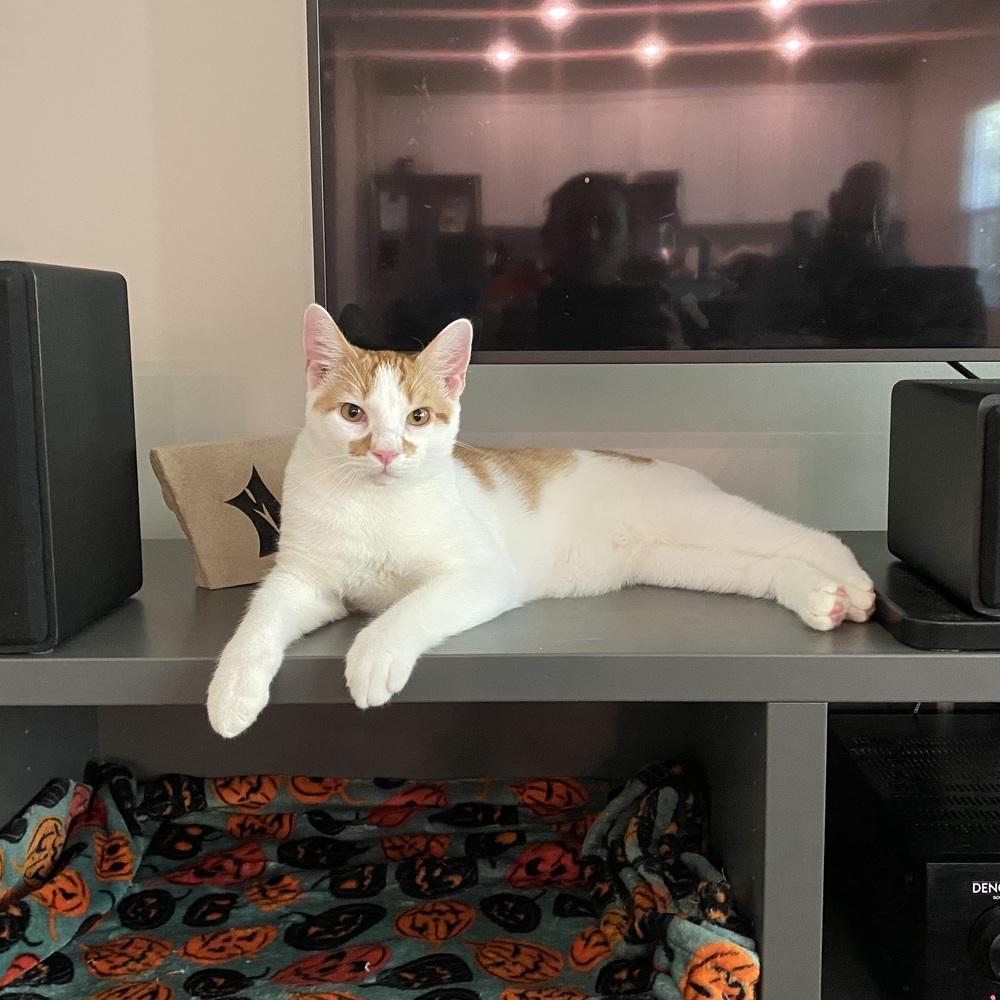 Mario, a Adoptable mixed breed in Mooresville, NC image 1/6