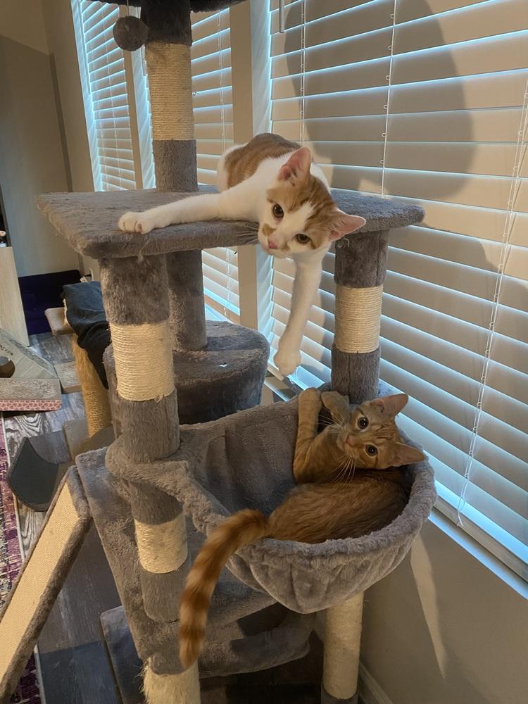 Mario, a Adoptable mixed breed in Mooresville, NC image 3/6