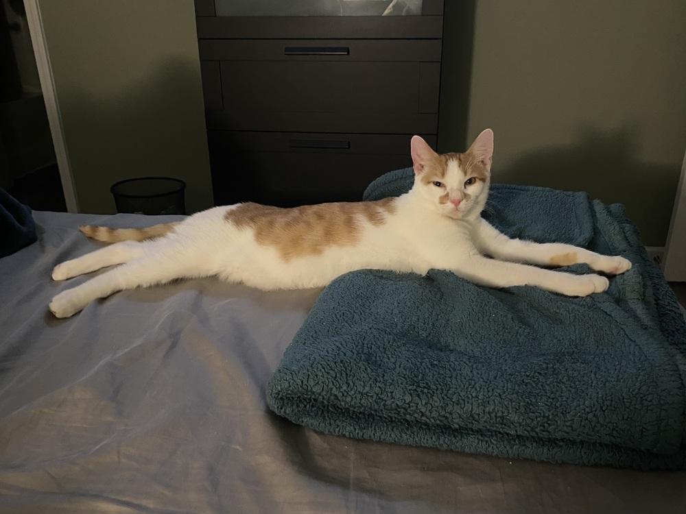 Mario, a Adoptable mixed breed in Mooresville, NC image 4/6