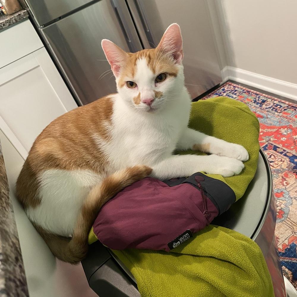 Mario, a Adoptable mixed breed in Mooresville, NC image 6/6