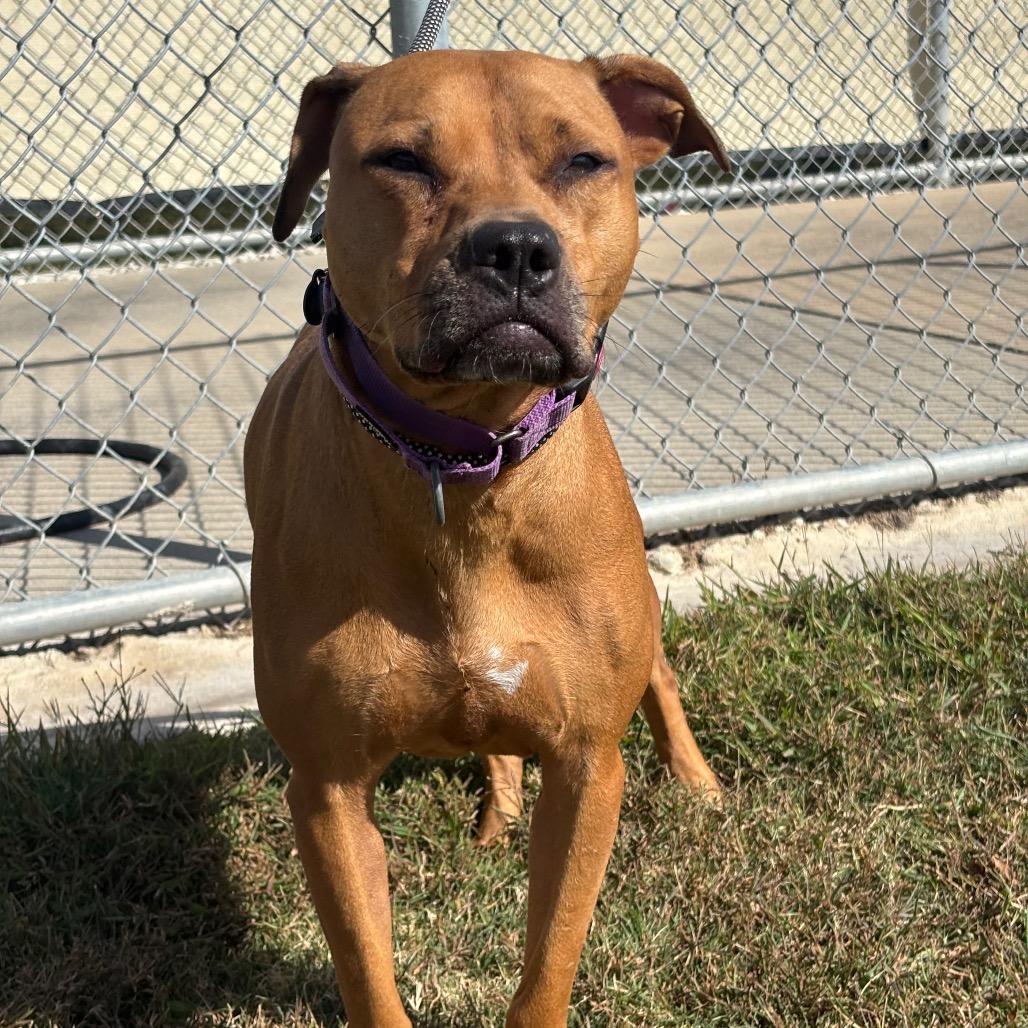 Bella-Rose, a Adoptable mixed breed in League City, TX image 1/2