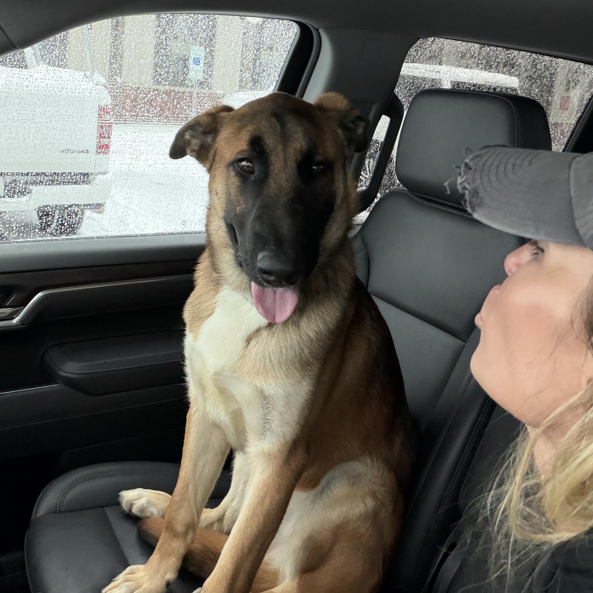 Whiskey, ADOPTABLE, Puppy Male German Shepherd Dog.