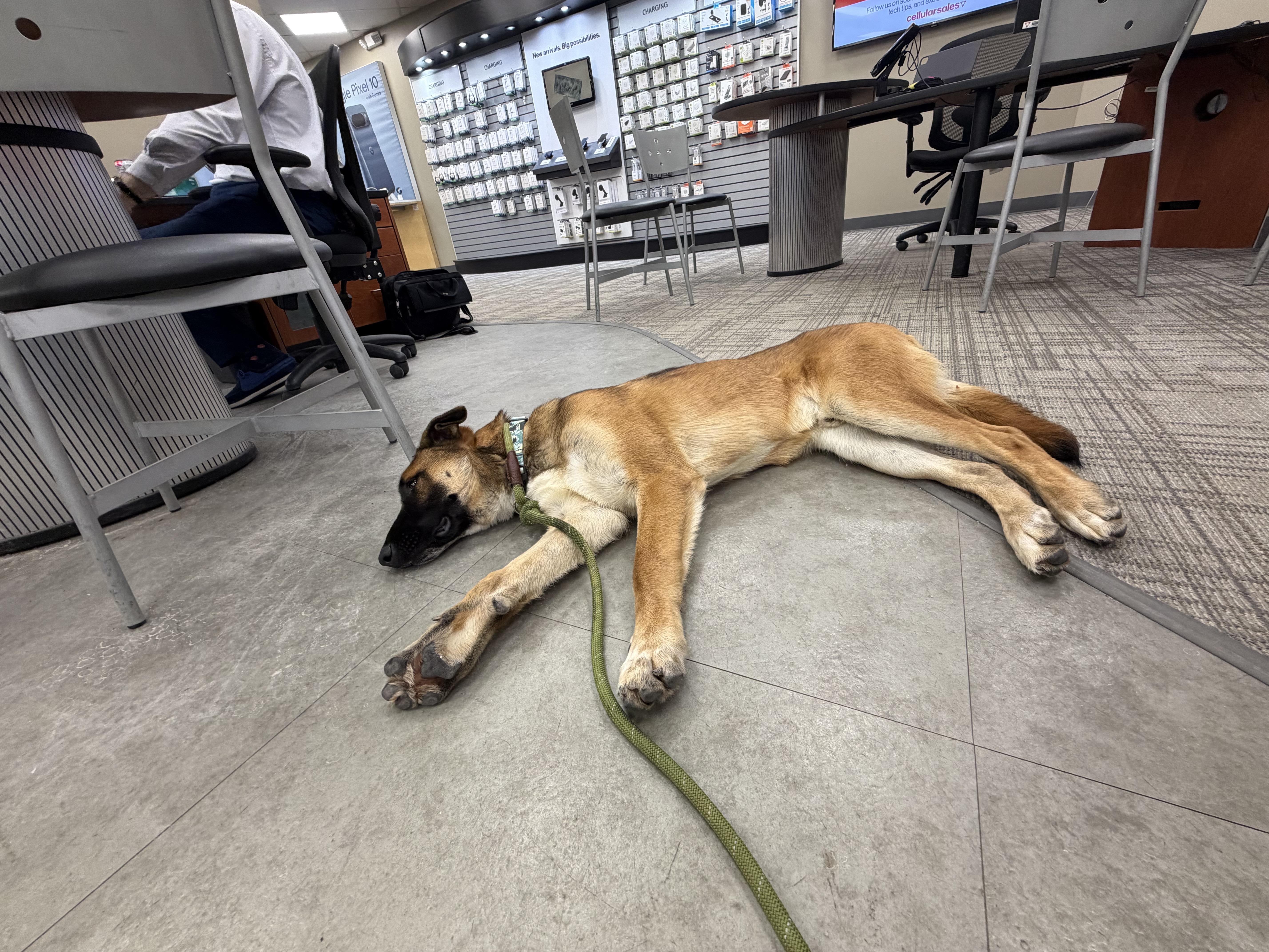 Whiskey, a ADOPTABLE mixed breed in Saratoga Springs, NY image 4/6