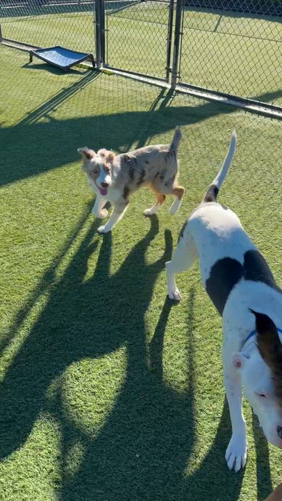 Enlarge Whiskey, a ADOPTABLE mixed breed in Saratoga Springs, NY video 5/6