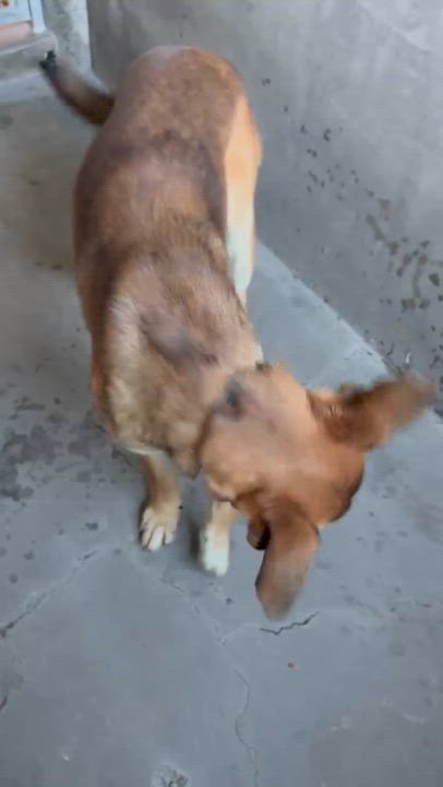 Enlarge Whiskey, a ADOPTABLE mixed breed in Saratoga Springs, NY video 2/6