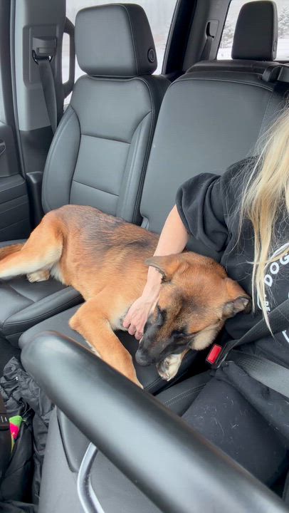 Enlarge Whiskey, a ADOPTABLE mixed breed in Saratoga Springs, NY video 6/6