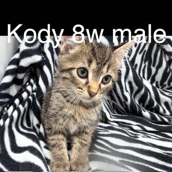 Enlarge Kody, a Adoptable Domestic Short Hair in New Tazewell, TN image 1/1