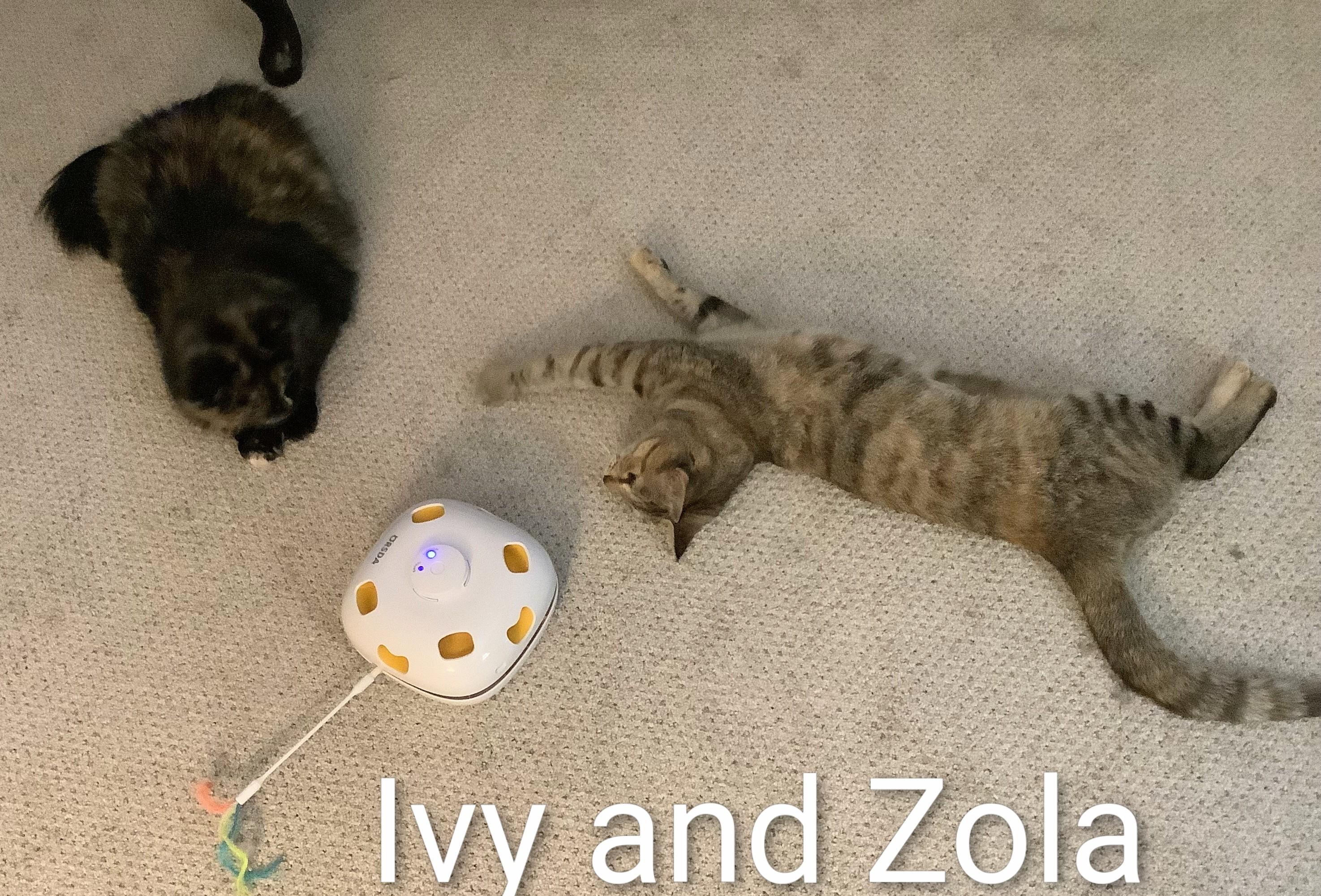 Enlarge Zola, a Adoptable Domestic Short Hair in St Catharines, ON image 5/5