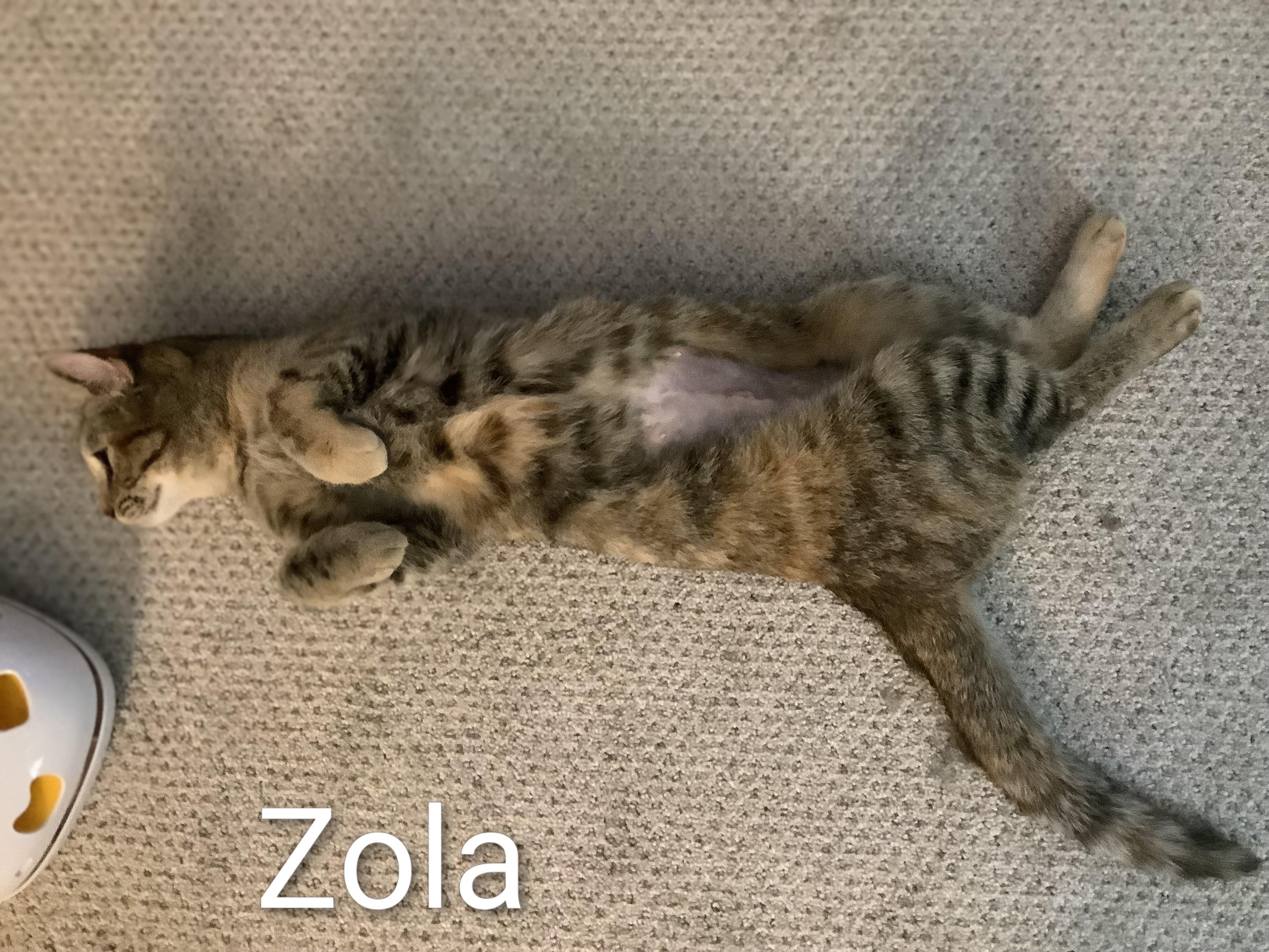 Enlarge Zola, a Adoptable Domestic Short Hair in St Catharines, ON image 4/5