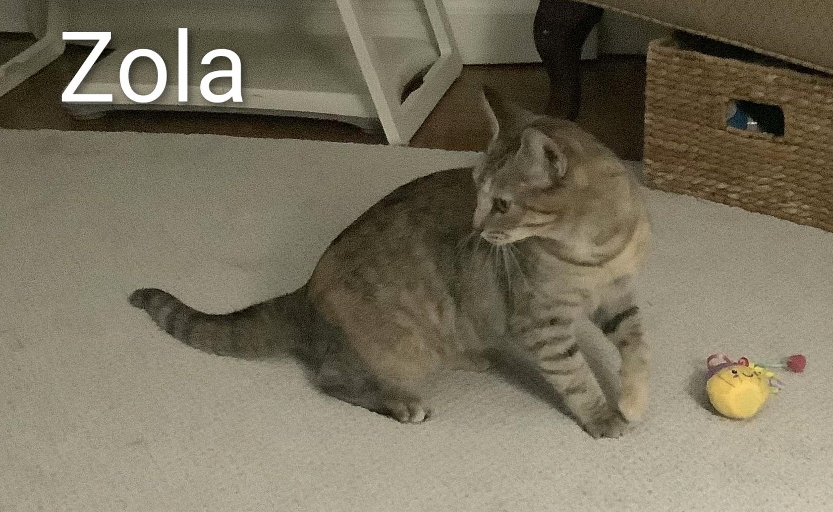 Enlarge Zola, a Adoptable Domestic Short Hair in St Catharines, ON image 2/5