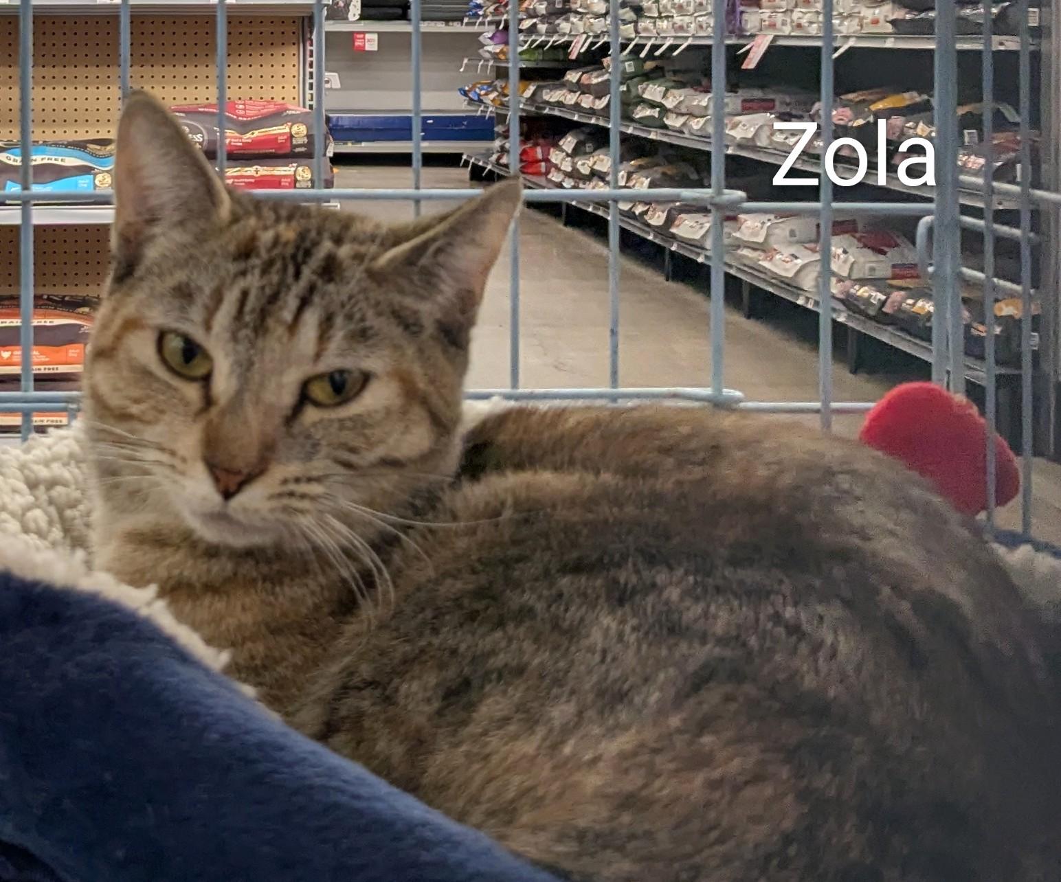 Enlarge Zola, a Adoptable Domestic Short Hair in St Catharines, ON image 1/5