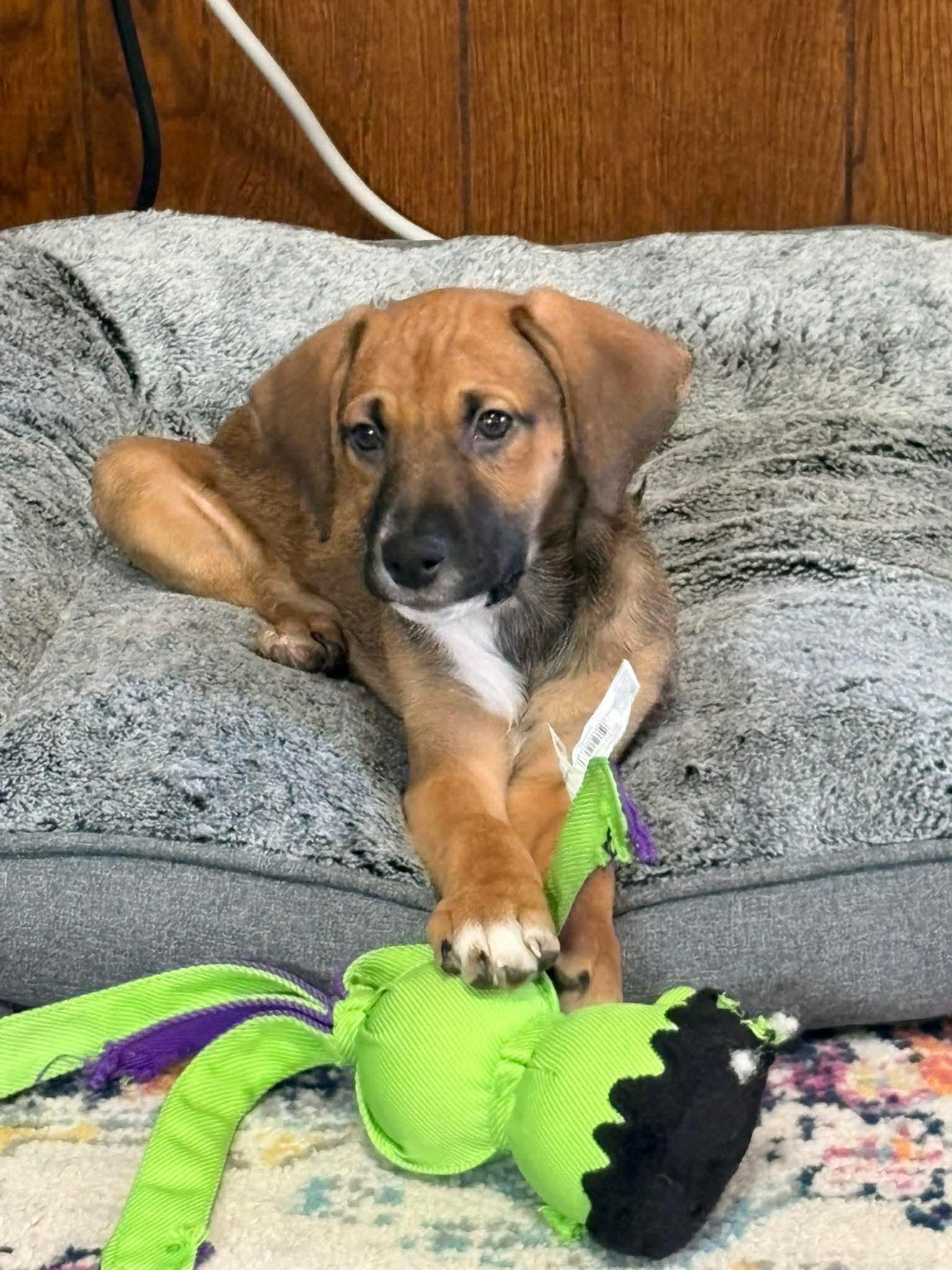 Enlarge Brook, an adoptable mixed breed in Winter, WI image 1/1