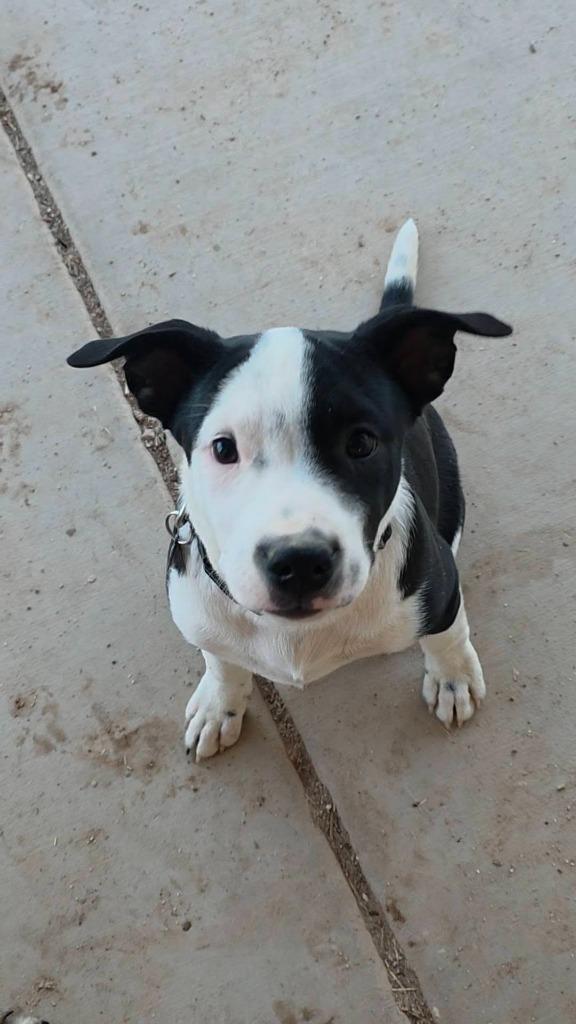 Enlarge Angus, a Adoptable mixed breed in Mesa, AZ image 1/3