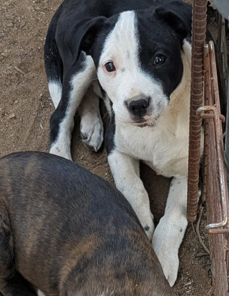 Angus, Adoptable, Puppy Female Pit Bull Terrier.