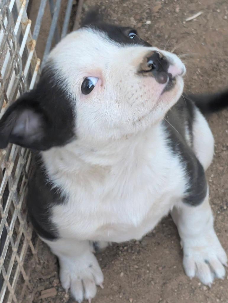 Angus, Adoptable, Puppy Female Pit Bull Terrier.