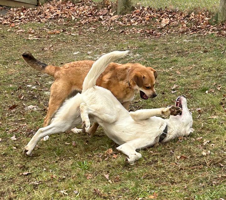 Snow, a Adoptable mixed breed in Stanstead, QC image 5/6